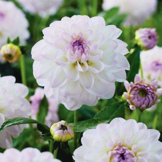 Eveline Dahlia Thumbnail